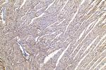 NDUFV2 Antibody in Immunohistochemistry (Paraffin) (IHC (P))