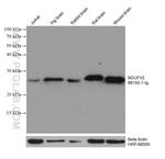 NDUFV2 Antibody in Western Blot (WB)