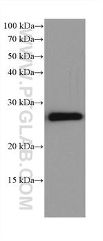 NDUFV2 Antibody in Western Blot (WB)