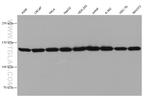 MYO1E Antibody in Western Blot (WB)