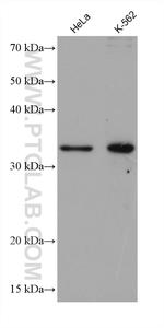AIDA Antibody in Western Blot (WB)