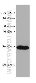 DDAH2 Antibody in Western Blot (WB)