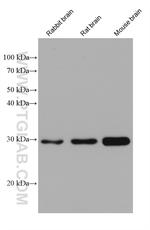 DDAH2 Antibody in Western Blot (WB)