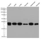 HIBCH Antibody in Western Blot (WB)