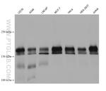 ERBB2IP Antibody in Western Blot (WB)
