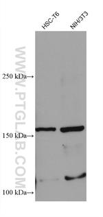 ERBB2IP Antibody in Western Blot (WB)