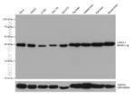 LANCL1 Antibody in Western Blot (WB)