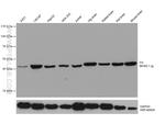 FH Antibody in Western Blot (WB)