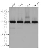 USP36 Antibody in Western Blot (WB)