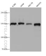 USP36 Antibody in Western Blot (WB)