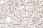 U2AF2 Antibody in Immunohistochemistry (Paraffin) (IHC (P))