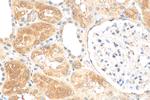 NIT2 Antibody in Immunohistochemistry (Paraffin) (IHC (P))