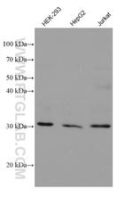 NIT2 Antibody in Western Blot (WB)