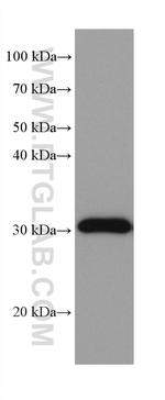 NIT2 Antibody in Western Blot (WB)