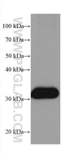 NIT2 Antibody in Western Blot (WB)