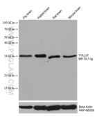 TOLLIP Antibody in Western Blot (WB)
