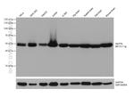 SEPT6 Antibody in Western Blot (WB)