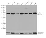 BLVRA Antibody in Western Blot (WB)