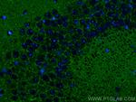 SYNGR1 Antibody in Immunohistochemistry (PFA fixed) (IHC (PFA))