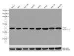 PSMB2 Antibody in Western Blot (WB)