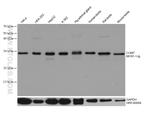 COMT Antibody in Western Blot (WB)