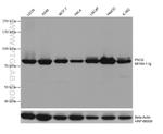P5CS Antibody in Western Blot (WB)