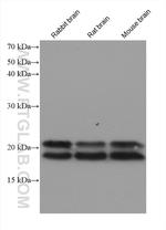ARL8A/ARL8B Antibody in Western Blot (WB)