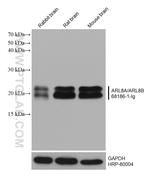 ARL8A/ARL8B Antibody in Western Blot (WB)