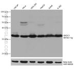 BXDC1 Antibody in Western Blot (WB)