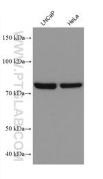 APPL1 Antibody in Western Blot (WB)