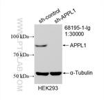 APPL1 Antibody in Western Blot (WB)