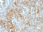 CD147/EMMPRIN/Neurothelin Antibody in Immunohistochemistry (Paraffin) (IHC (P))