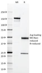 CD147/EMMPRIN/Neurothelin Antibody in SDS-PAGE (SDS-PAGE)