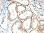 CD147/EMMPRIN/Neurothelin Antibody in Immunohistochemistry (Paraffin) (IHC (P))