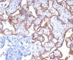CD147/EMMPRIN/Neurothelin Antibody in Immunohistochemistry (Paraffin) (IHC (P))