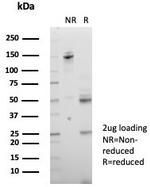 CD147/EMMPRIN/Neurothelin Antibody in SDS-PAGE (SDS-PAGE)