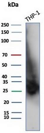 CD147/EMMPRIN/Neurothelin Antibody in Western Blot (WB)