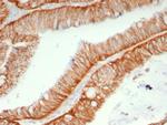 CD147/EMMPRIN/Neurothelin Antibody in Immunohistochemistry (Paraffin) (IHC (P))