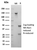 CD147/BSG/EMMPRIN/Neurothelin Antibody in SDS-PAGE (SDS-PAGE)