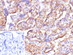 CD147/BSG/EMMPRIN/Neurothelin Antibody in Immunohistochemistry (Paraffin) (IHC (P))