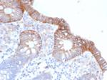 CD147/EMMPRIN/Neurothelin Antibody in Immunohistochemistry (Paraffin) (IHC (P))