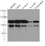 NCAM2 Antibody in Western Blot (WB)