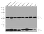 SIRP Beta 1 Antibody in Western Blot (WB)