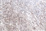CAP1 Antibody in Immunohistochemistry (Paraffin) (IHC (P))