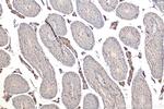 CAP1 Antibody in Immunohistochemistry (Paraffin) (IHC (P))