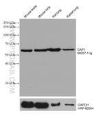 CAP1 Antibody in Western Blot (WB)