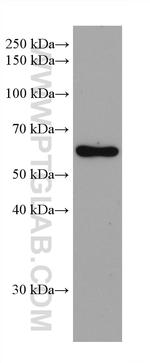 CAP1 Antibody in Western Blot (WB)