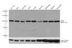 DNM2 Antibody in Western Blot (WB)
