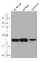 GSTM5 Antibody in Western Blot (WB)