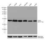 RTN3 Antibody in Western Blot (WB)